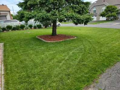 Thick, healthy green lawn after soil work