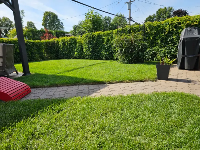 The same backyard with new sod laid — dense even turf meeting the paver walkway in a straight edge