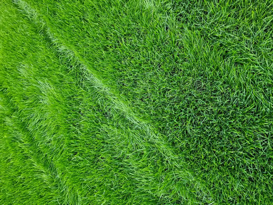Extreme close-up of thick healthy green grass