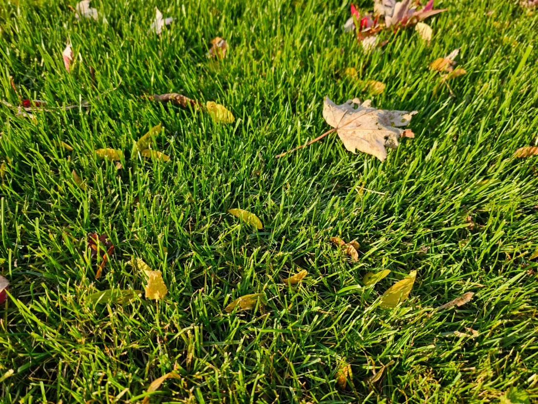Close-up of a lush green maintained lawn in warm autumn light