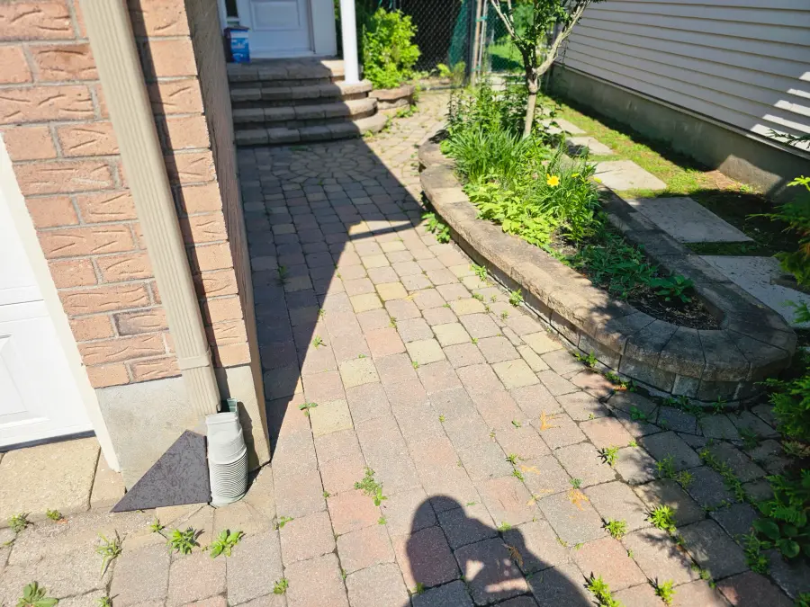 The same paver walkway before restoration — weeds established in every joint