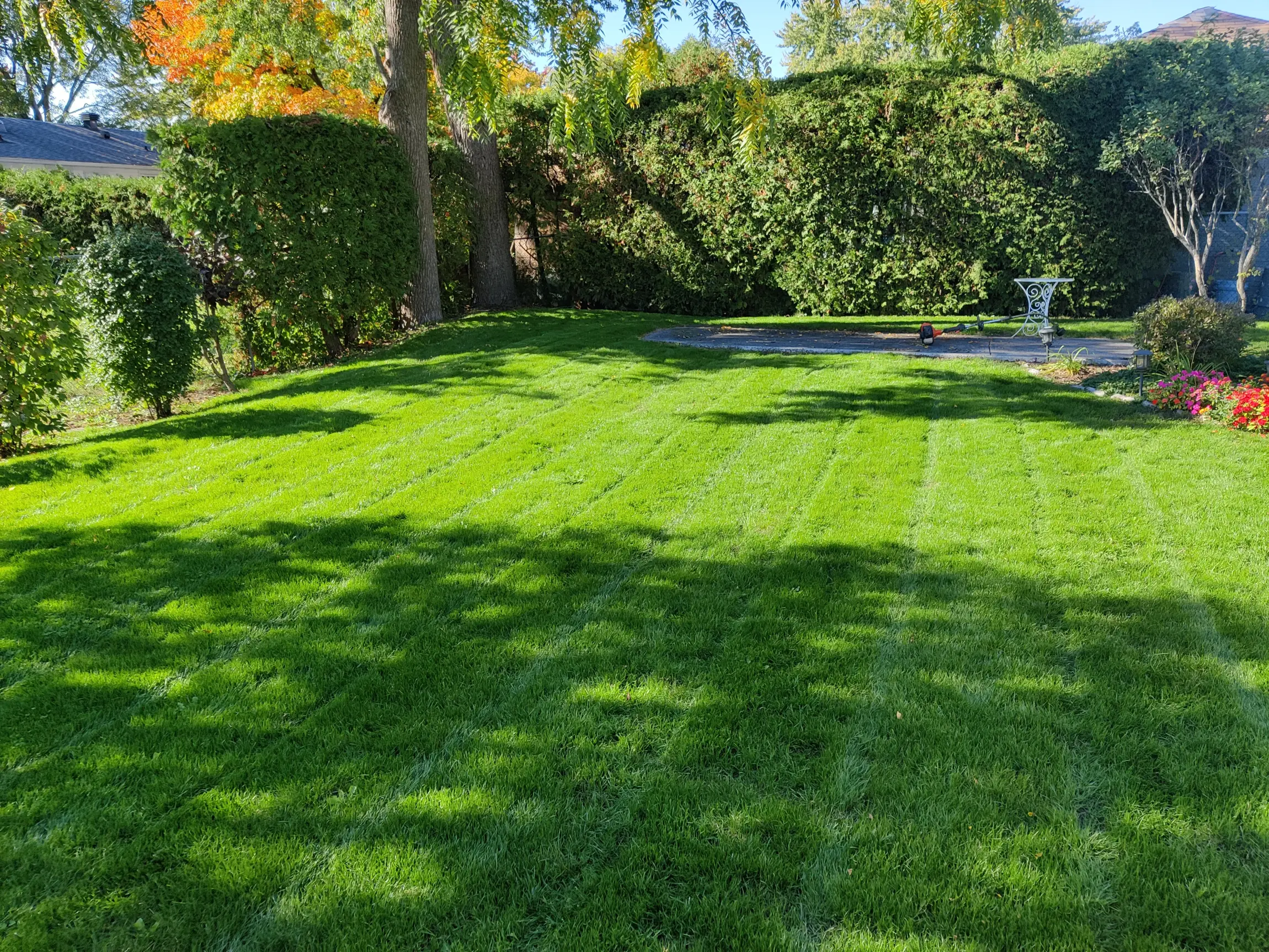 Lush striped backyard lawn framed by cedar hedges
