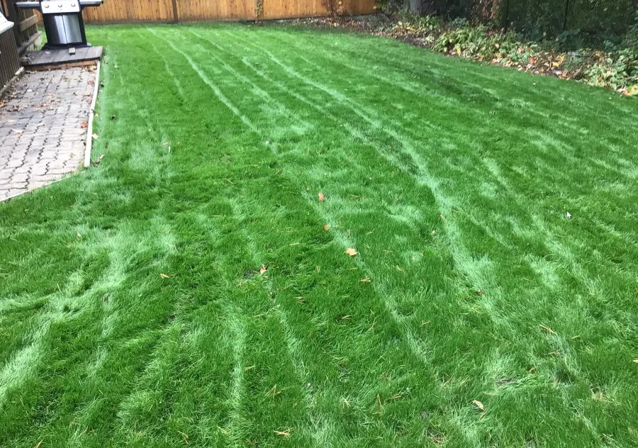 Lush green backyard lawn with fresh mower stripes beside a patio
