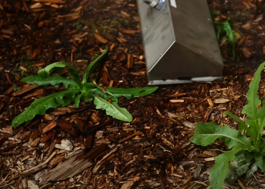Steam nozzle beside wilting weeds in a wood-chip mulch bed