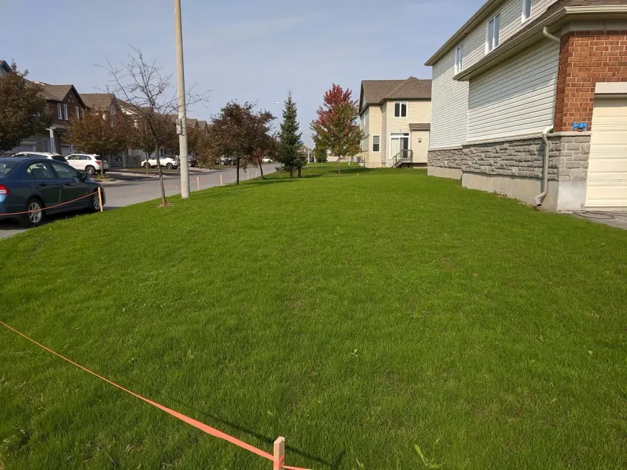 Thick green lawn one month after aeraseeding