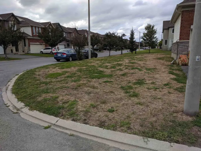 Thin, patchy lawn at seeding prep
