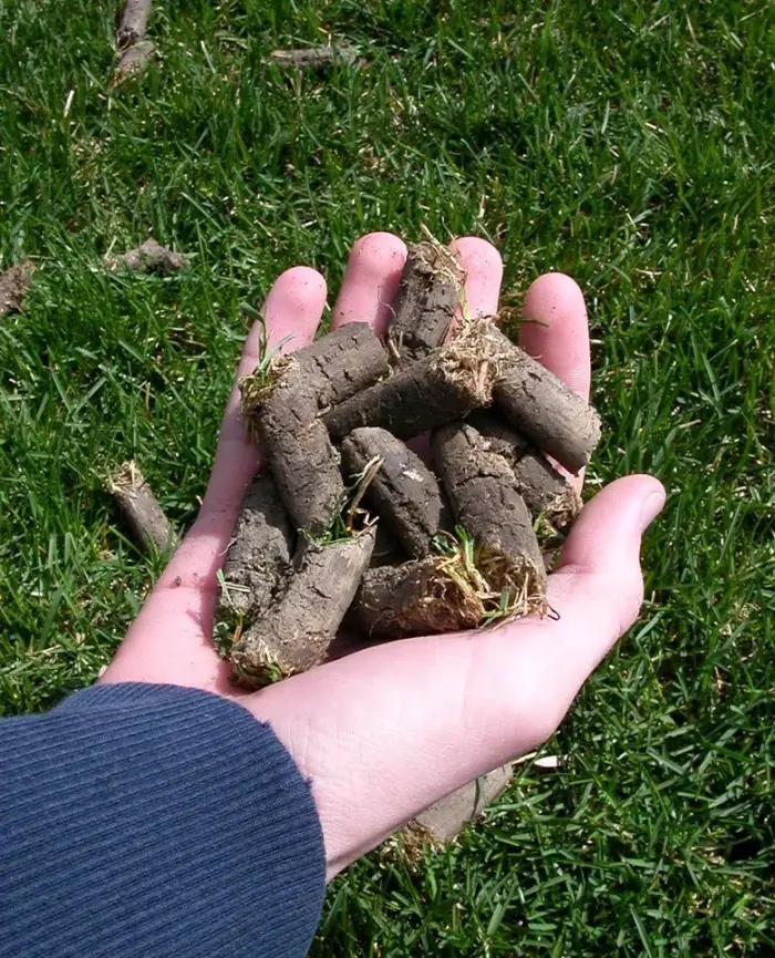 A handful of soil aeration cores pulled from a compacted lawn