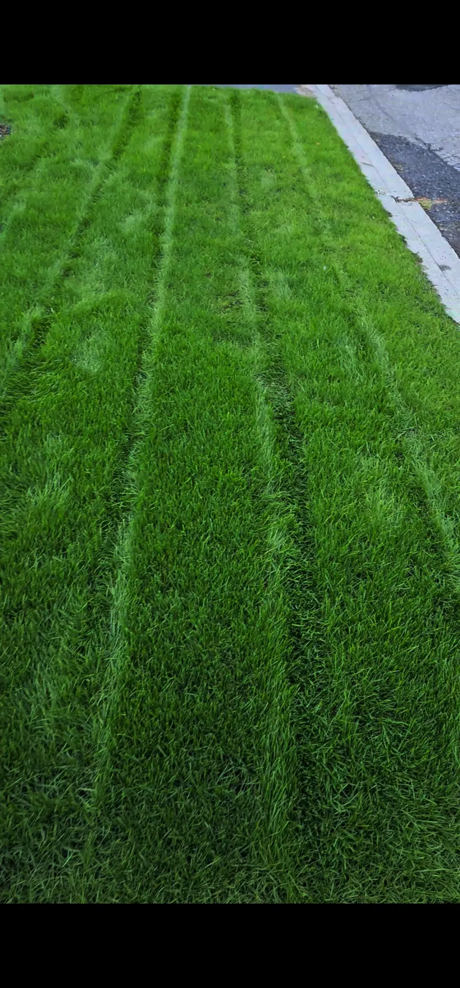Lush thick green lawn with mowing stripes beside a driveway after restoration