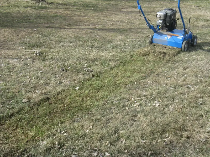 Commercial power rake lifting thatch out of a lawn